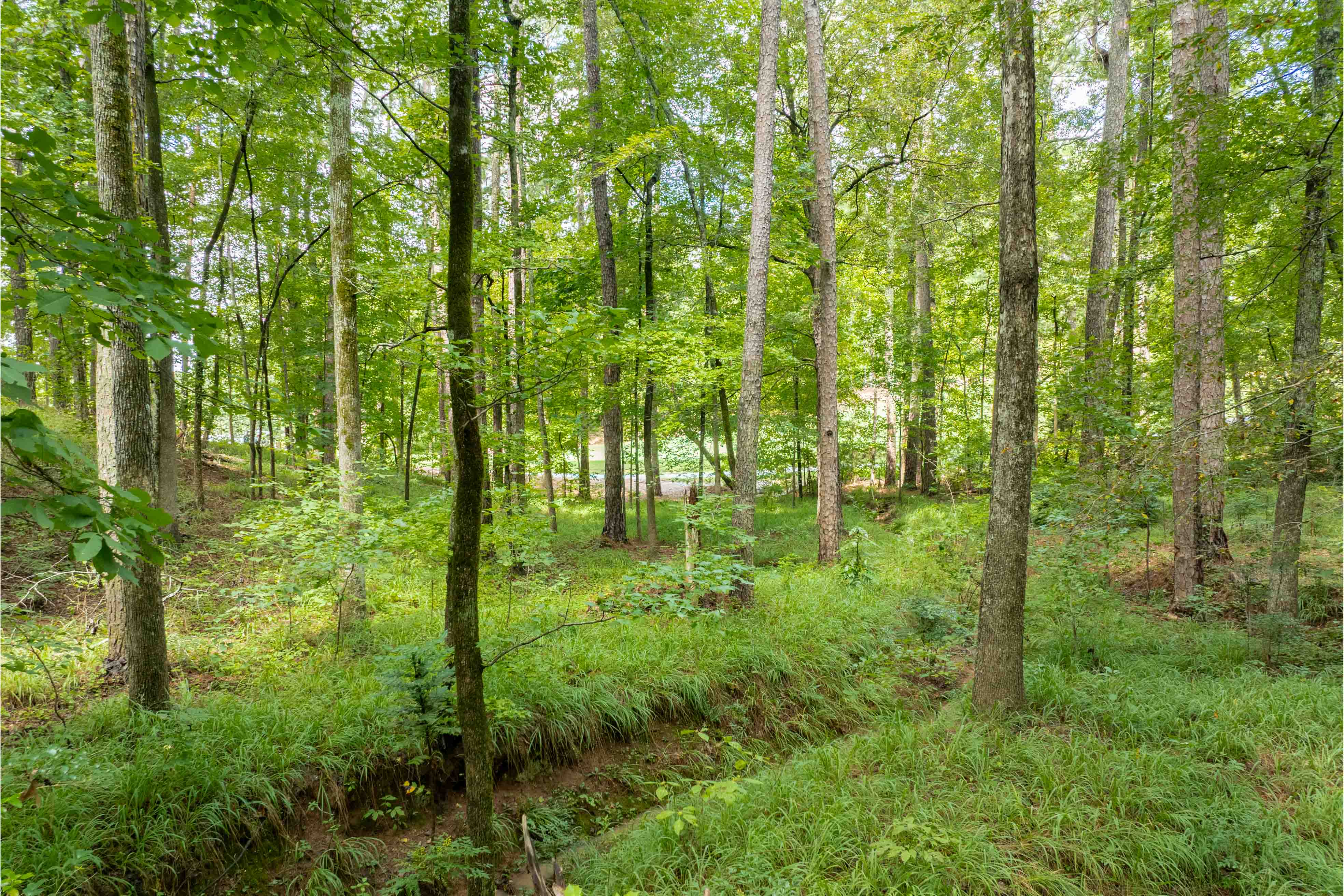 1161 Shoulder Bone Circle image 7